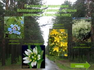 Растения на территории
Колпашевского района, которые
занесены в Красную книгу
назад
Брунера
сибирская Ясколка крупная Таран
растопыренный
Зверобой
пятнистый
 