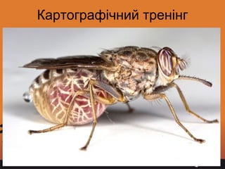 Page 5
Картографічний тренінг
 