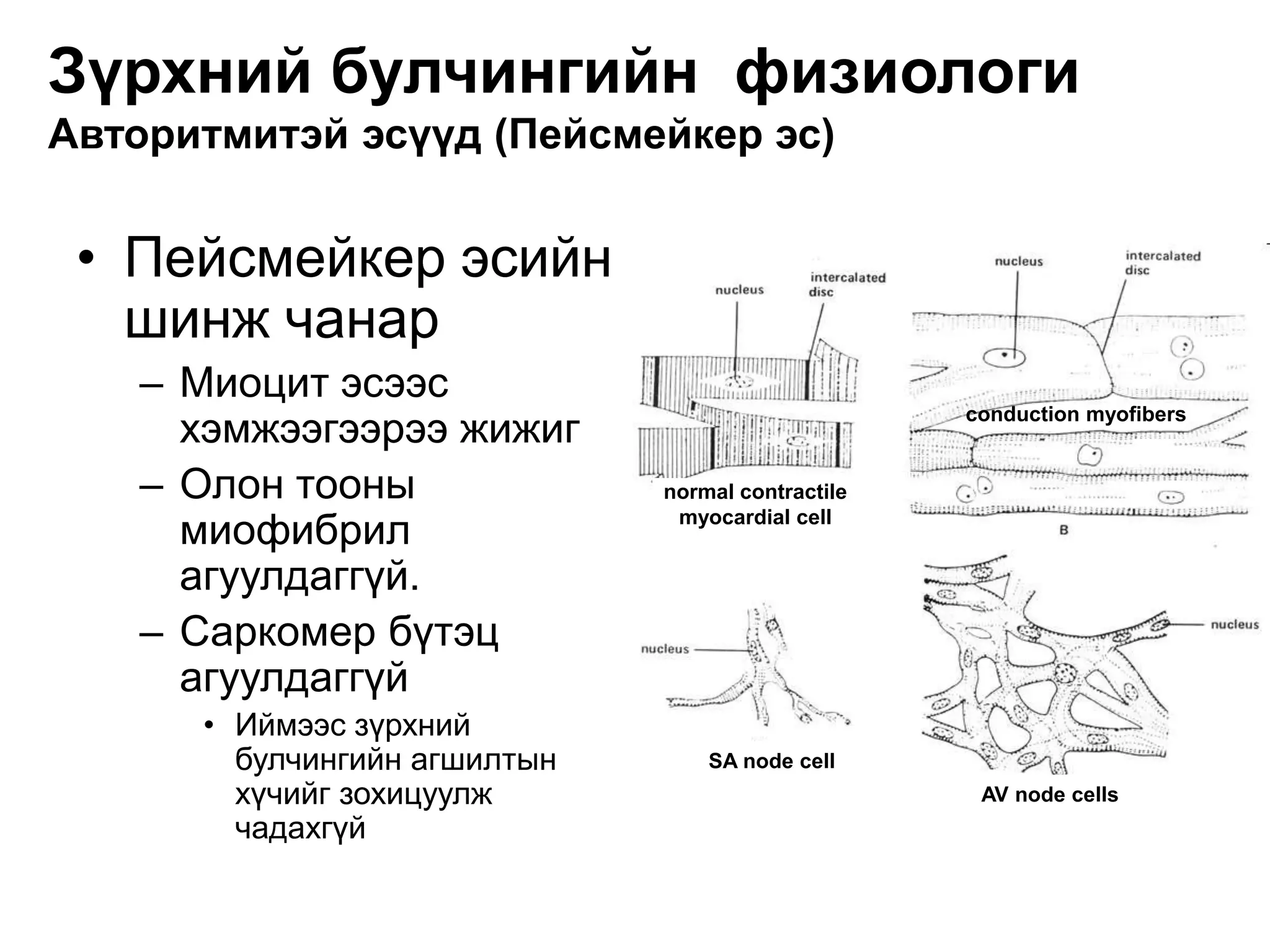 цусны эргэлтийн тогтолцооны физиологи | PPT