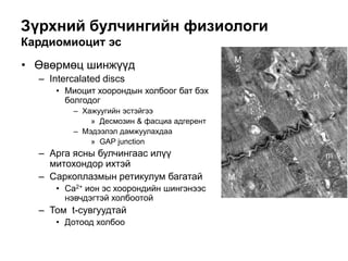 Зүрхний булчингийн физиологи
Кардиомиоцит эс
• Өвөрмөц шинжүүд
– Intercalated discs
• Миоцит хоорондын холбоог бат бэх
болгодог
– Хажуугийн эстэйгээ
» Десмозин & фасциа адгерент
– Мэдээлэл дамжуулахдаа
» GAP junction
– Арга ясны булчингаас илүү
митохондор ихтэй
– Саркоплазмын ретикулум багатай
• Ca2+ ион эс хоорондийн шингэнээс
нэвчдэгтэй холбоотой
– Том t-сувгуудтай
• Дотоод холбоо
 
