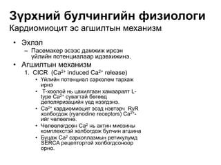 Зүрхний булчингийн физиологи
Кардиомиоцит эс агшилтын механизм
• Эхлэл
– Пасемакер эсээс дамжиж ирсэн
үйлийн потенциалаар идэвхижинэ.
• Агшилтын механизм
1. CICR (Ca2+ induced Ca2+ release)
• Үйлийн потенциал сарколем тархаж
ирнэ
• T-хоолой нь цахилгаан хамааралт L-
type Ca2+ сувагтай бөгөөд
деполяризацийн үед нээгдэнэ.
• Ca2+ кардиомиоцит эсэд нэвтэрч RyR
холбогдож (ryanodine receptors) Ca2+-
ийг чөлөөлнө.
• Чөлөөлөгдсөн Са2 нь актин миозины
комплекстэй холбогдож булчин агшина
• Буцаж Са2 саркоплазмын ретикулумд
SERCA рецептортой холбогдсоноор
орно.
 