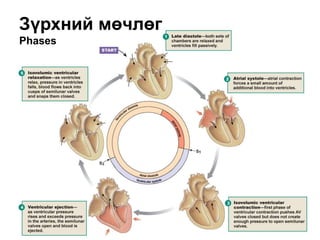 Зүрхний мөчлөг
Phases
 