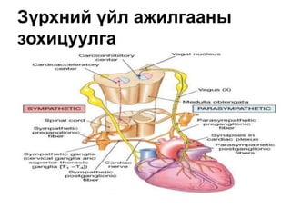 Зүрхний үйл ажилгааны
зохицуулга
 