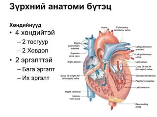 Зүрхний анатоми бүтэц
Хөндийнүүд
• 4 хөндийтэй
– 2 тосгуур
– 2 Ховдол
• 2 эргэлттэй
– Бага эргэлт
– Их эргэлт
 