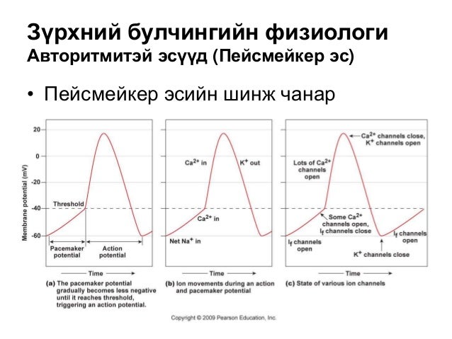 цусны эргэлтийн тогтолцооны физиологи