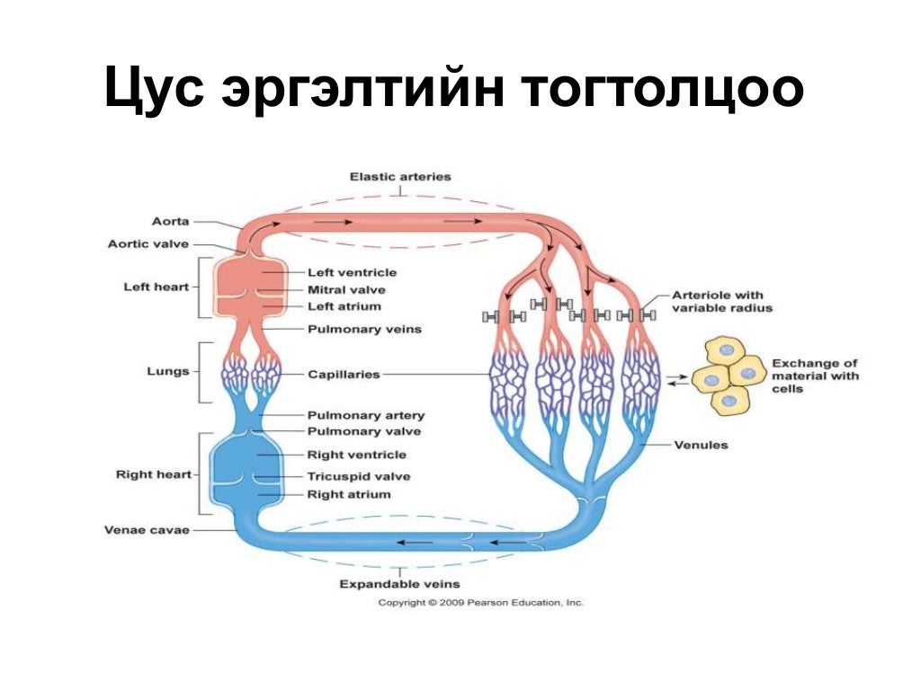 цусны эргэлтийн тогтолцооны физиологи