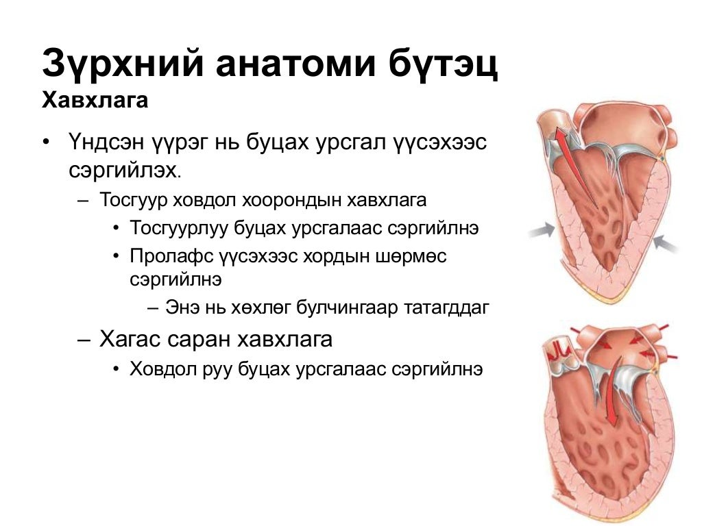 цусны эргэлтийн тогтолцооны физиологи