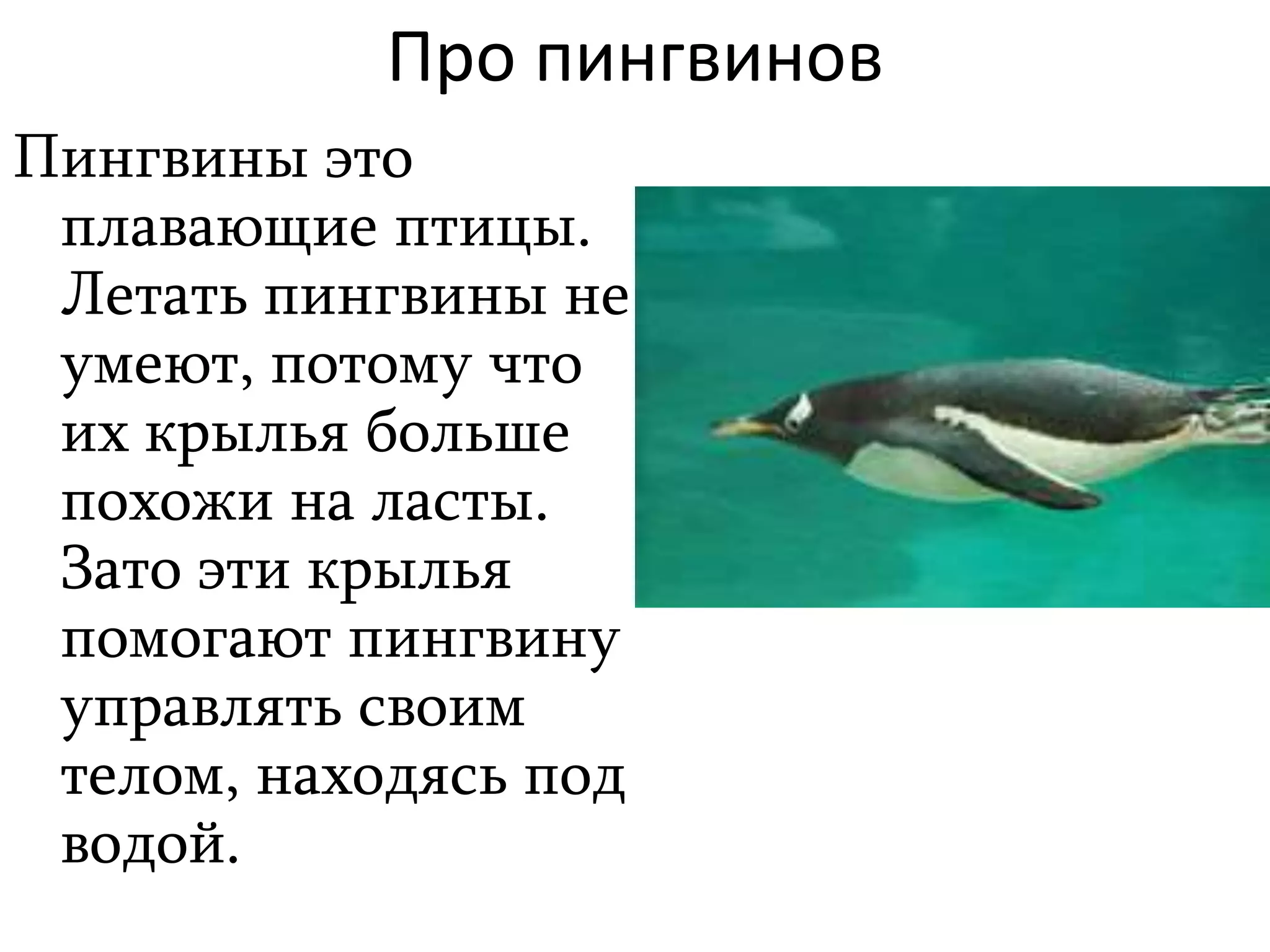 Про пингвинов | PPT