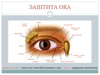 ЗАШТИТА ОКА
зеница
носно – сузни
канал
канал
дужица
беоњача
сузна кесица
горњи сузни
канал
очни капак
доњи сузни каналсузна папила
обрва
трепавице
сузна
жлезда
сузна жлезда – лучи сузе (чистоћа/влажност ока) сузе – природни антисептик
отвори сузних
каналића
 