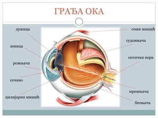 ГРАЂА ОКА
дужица очни мишић
судовњача
зеница
оптички нерв
рожњача
сочиво
мрежњача
цилијарни мишић
беоњача
 