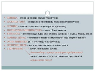  ЗЕНИЦА – отвор кроз који светло улази у око
 ДУЖИЦА (иris) – контролише количину светла које улази у око
 СОЧИВО – помаже да се светло усмери на мрежњачу
 ЦИЛИЈАРНИ МИШИЋ/ТЕЛО – мења облик сочива
 ВЕЖЊАЧА – штити предњи део ока; облаже беоњачу и задњу страну капка
 ЈАМИЦА (fovea) – средишно место на мрежњачи које садржи чепиће
 ОЧНИ МИШИЋИ (6) – померају очну јабучицу
 ОПТИЧКИ НЕРВ – носи нервне импулсе ка и од мозга
 2 ШУПЉИНЕ шупљина испред сочива
(очна водица, лучи је цилијарни продужетак)
задња шупљина са желатинозном супстанцом
(стакласто тело)
 