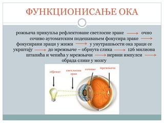 ФУНКЦИОНИСАЊЕ ОКА
рожњача прикупља рефлектоване светлосне зраке очно
сочиво аутоматским подешавањем фокусира зраке
фокусирани зраци у жижи у унутрашњости ока зраци се
укрштају до мрежњаче – обрнута слика 126 милиона
штапића и чепића у мрежњачи нервни импулси
обрада слике у мозгу
објекат светлосни
зрак
мрежњачасочиво
 