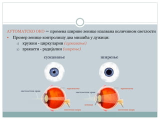 АУТОМАТСКО ОКО – промена ширине зенице изазвана количином светлости
 Промер зенице контролишу два мишића у дужици:
1) кружни - циркуларни (сужавање)
2) зракасти - радијални (ширење)
сужавање ширење
мрежњача
оптични нерв
зеница
мрежњача
оптични нерв
светлостни зрак
светлостни зрак
 
