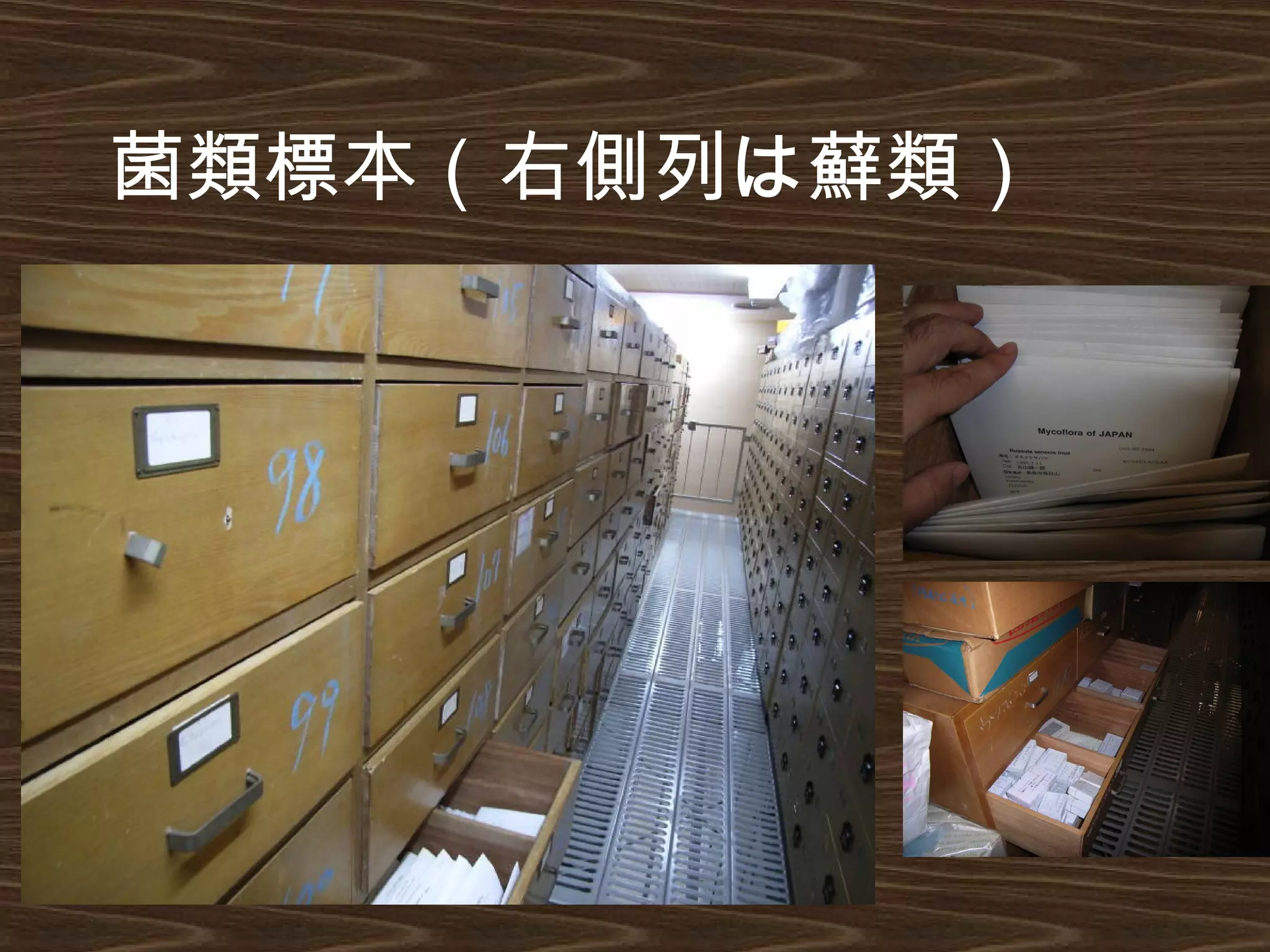 菌類標本（右側列は蘚類）
 