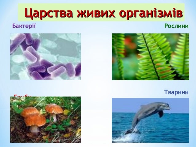 Презентація Біологія