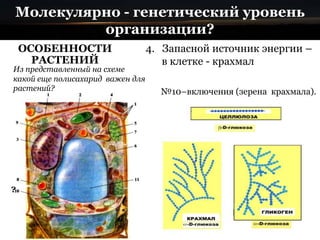 Молекулярно - генетический уровень
организации?
ОСОБЕННОСТИ
РАСТЕНИЙ
4. Запасной источник энергии –
в клетке - крахмал
№10–включения (зерена крахмала).
Из представленный на схеме
какой еще полисахарид важен для
растений?
 