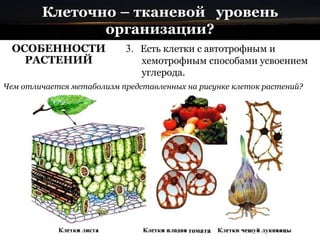 Клеточно – тканевой уровень
организации?
ОСОБЕННОСТИ
РАСТЕНИЙ
3. Есть клетки с автотрофным и
хемотрофным способами усвоением
углерода.
Чем отличается метаболизм представленных на рисунке клеток растений?
 