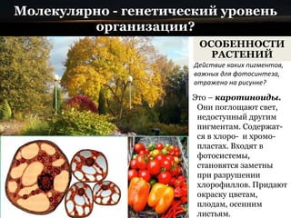 Молекулярно - генетический уровень
организации?
Это – каротиноиды.
Они поглощают свет,
недоступный другим
пигментам. Содержат-
ся в хлоро- и хромо-
пластах. Входят в
фотосистемы,
становятся заметны
при разрушении
хлорофиллов. Придают
окраску цветам,
плодам, осенним
листьям.
ОСОБЕННОСТИ
РАСТЕНИЙ
Действие каких пигментов,
важных для фотосинтеза,
отражено на рисунке?
 