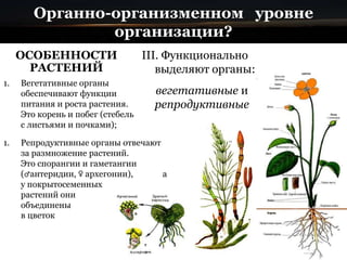 Органно-организменном уровне
организации?
ОСОБЕННОСТИ
РАСТЕНИЙ
III. Функционально
выделяют органы:
вегетативные и
репродуктивные
1. Вегетативные органы
обеспечивают функции
питания и роста растения.
Это корень и побег (стебель
с листьями и почками);
1. Репродуктивные органы отвечают
за размножение растений.
Это спорангии и гаметангии
(♂антеридии, ♀ архегонии), а
у покрытосеменных
растений они
объединены
в цветок
 