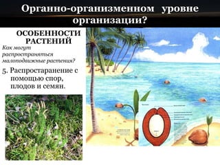 Органно-организменном уровне
организации?
ОСОБЕННОСТИ
РАСТЕНИЙ
5. Распростаранение с
помощью спор,
плодов и семян.
Как могут
распространяться
малоподвижные растения?
 