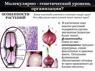 Молекулярно - генетический уровень
организации?
ОСОБЕННОСТИ
РАСТЕНИЙ
2. В клеточном соке
многих растений
содержится группа
пигментов (известно
более 1000) -
флавоноиды.
Одни из них -
антоцианы придают
пурпурные, синие
фиолетовые и красные
цвета. Остальные
флавоноиды
обеспечивают оттенки
от ярко-оранжевого до
бледно-желтого.
Какие пластиды имеются в клетках чешуй лука?
Чем обусловлен цвет клеток синих сортов лука?
 