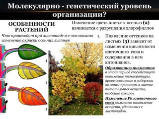 Молекулярно - генетический уровень
организации?
ОСОБЕННОСТИ
РАСТЕНИЙ
1. Появление оттенков на
листьях (3) зависит от
изменения кислотности
клеточного сока и
содержания в нем
антоцианов.
2. Образованию пигментов
в этот период способствует
понижение температуры,
яркое освещение и задержка
по этим причинам в листве
питательных веществ,
особенно сахаров.
3. Изменение Ph клеточного
сока вызывает накопление
веществ, удаляемых с
листопадом.
Изменение цвета листьев осенью (2)
начинается с разрушения хлорофиллов
Что происходит при листопаде и с чем связано
изменение окраски осенних листьев
 