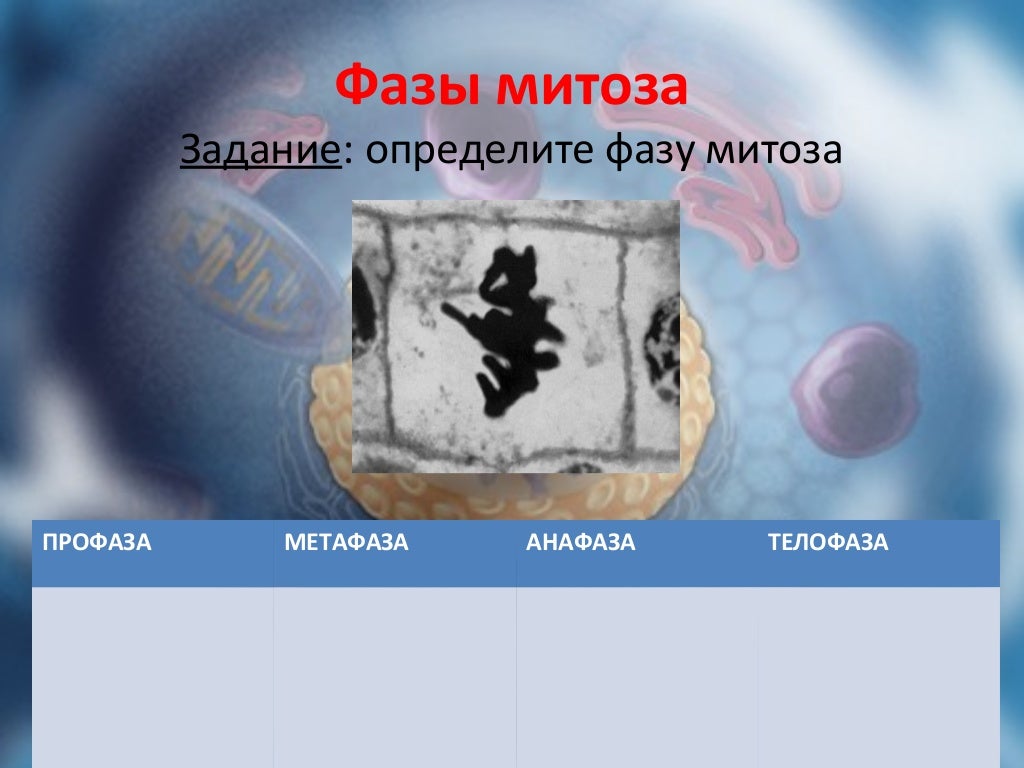 митоз