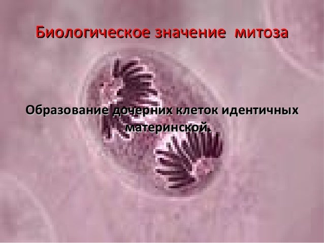 митоз
