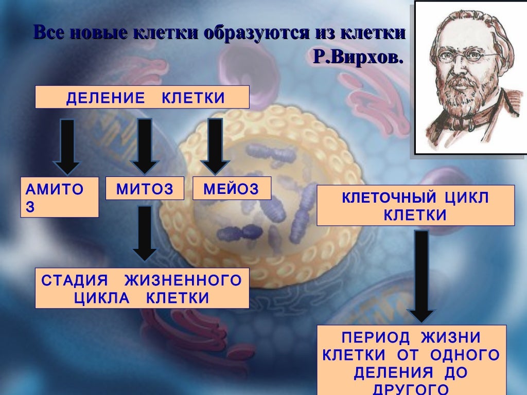 митоз