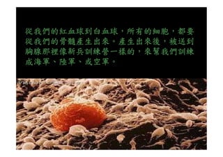 從我們的紅血球到白血球，所有的細胞，都要
從我們的骨髓產生出來。產生出來後，被送到
胸腺那裡像新兵訓練營一樣的，來幫我們訓練
成海軍、陸軍、或空軍。
 