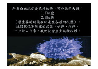 所有白血球都是免疫細胞，可分為兩大類：
1.T細胞
2.B細胞
（最重要的功能在於產生各種的抗體）。
抗體就像軍隊裡的武器、子彈、炸彈。
一旦敵人出來，我們就會產生這種抗體。
 