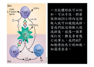 一旦抗體形狀可以附
和，可以卡住，那麼
很快地24小時內這個
敵人就可以被毀滅掉，
當我們把這個敵人毀
滅掉後，就像一個軍滅掉後，就像一個軍
隊打仗，難免會有戰
亡的軍人，我們的T
細胞便把死亡的細胞、
細菌清出去。
 