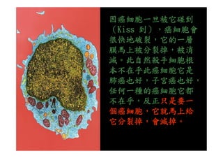 因癌細胞一旦被它碰到
（Kiss 到），癌細胞會
很快地破裂，它的一層
膜馬上被分裂掉，被消
滅。此自然殺手細胞根
本不在乎此癌細胞它是
肺癌也好，子宮癌也好，肺癌也好，子宮癌也好，
任何一種的癌細胞它都
不在乎，反正只是要一
個癌細胞，它就馬上給
它分裂掉，會滅掉。
 