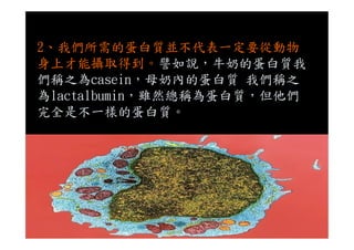 2、我們所需的蛋白質並不代表一定要從動物
身上才能攝取得到。譬如說，牛奶的蛋白質我
們稱之為casein，母奶內的蛋白質 我們稱之
為lactalbumin，雖然總稱為蛋白質，但他們
完全是不一樣的蛋白質。
 