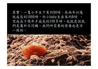 其實，一隻小牛生下來約90磅，在兩年以後
就成長到1000磅，而小baby生出來約8磅 ，
需成長十幾年才成長到100多磅，也就是說我
們是屬於不同種。我們所需要的營養也是不
一樣的。
 