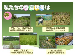 ブルーベリー畑の手入れ
（収穫量も順調に増えてます！）
玉ねぎの収穫
（半年分以上あります）
田植え（早期米）
（収穫したお米は自家用に）
冬に蒔いた小麦の収穫
（自家用パンにします）
春
私たちの春夏秋冬は
 