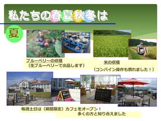 ブルーベリーの収穫
（生ブルーベリーで出品します）
毎週土日は（期間限定）カフェをオープン！
多くの方と知り合えました
米の収穫
（コンバイン操作も慣れました！）
私たちの春夏秋冬は
夏
 