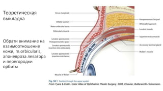 Теоретическая
выкладка
Обрати внимание на
взаимоотношение
кожи, m.orbicularis,
апоневроза леватора
и перегородки
орбиты
 