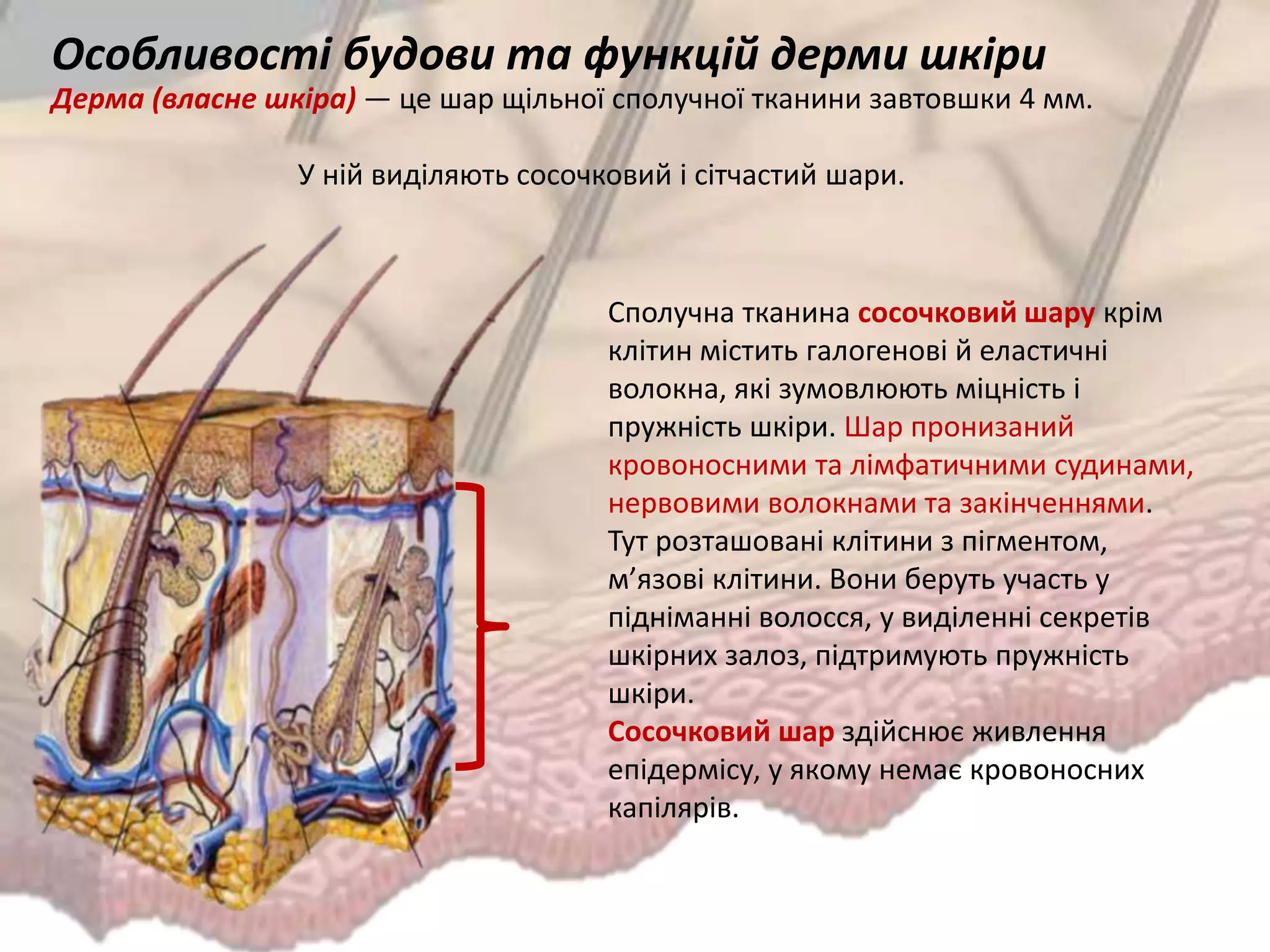 Сполучна тканина сосочковий шару крім
клітин містить галогенові й еластичні
волокна, які зумовлюють міцність і
пружність шкіри. Шар пронизаний
кровоносними та лімфатичними судинами,
нервовими волокнами та закінченнями.
Тут розташовані клітини з пігментом,
м’язові клітини. Вони беруть участь у
підніманні волосся, у виділенні секретів
шкірних залоз, підтримують пружність
шкіри.
Сосочковий шар здійснює живлення
епідермісу, у якому немає кровоносних
капілярів.
Особливості будови та функцій дерми шкіри
Дерма (власне шкіра) — це шар щільної сполучної тканини завтовшки 4 мм.
У ній виділяють сосочковий і сітчастий шари.
 