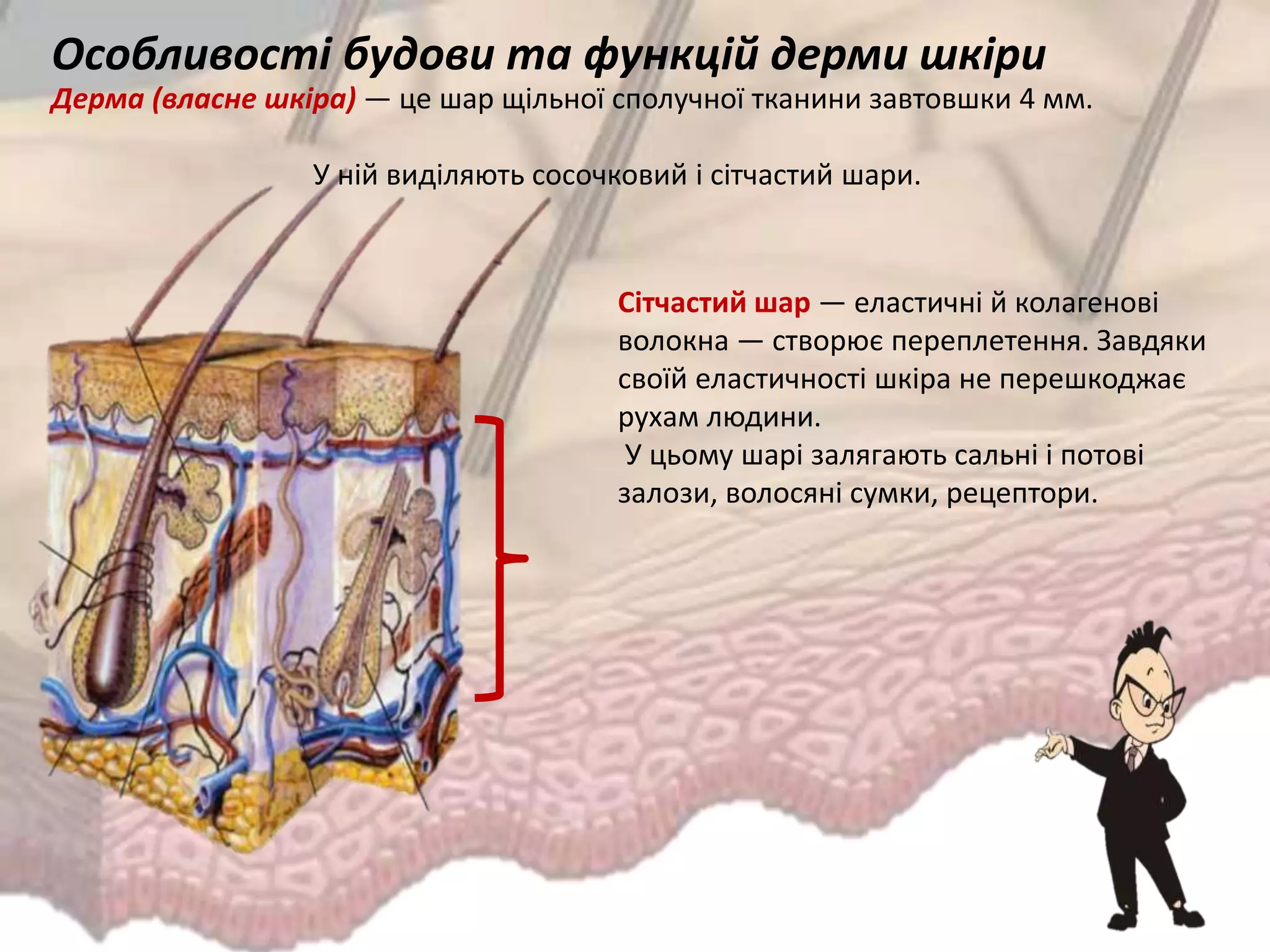 Сітчастий шар — еластичні й колагенові
волокна — створює переплетення. Завдяки
своїй еластичності шкіра не перешкоджає
рухам людини.
У цьому шарі залягають сальні і потові
залози, волосяні сумки, рецептори.
Особливості будови та функцій дерми шкіри
Дерма (власне шкіра) — це шар щільної сполучної тканини завтовшки 4 мм.
У ній виділяють сосочковий і сітчастий шари.
 