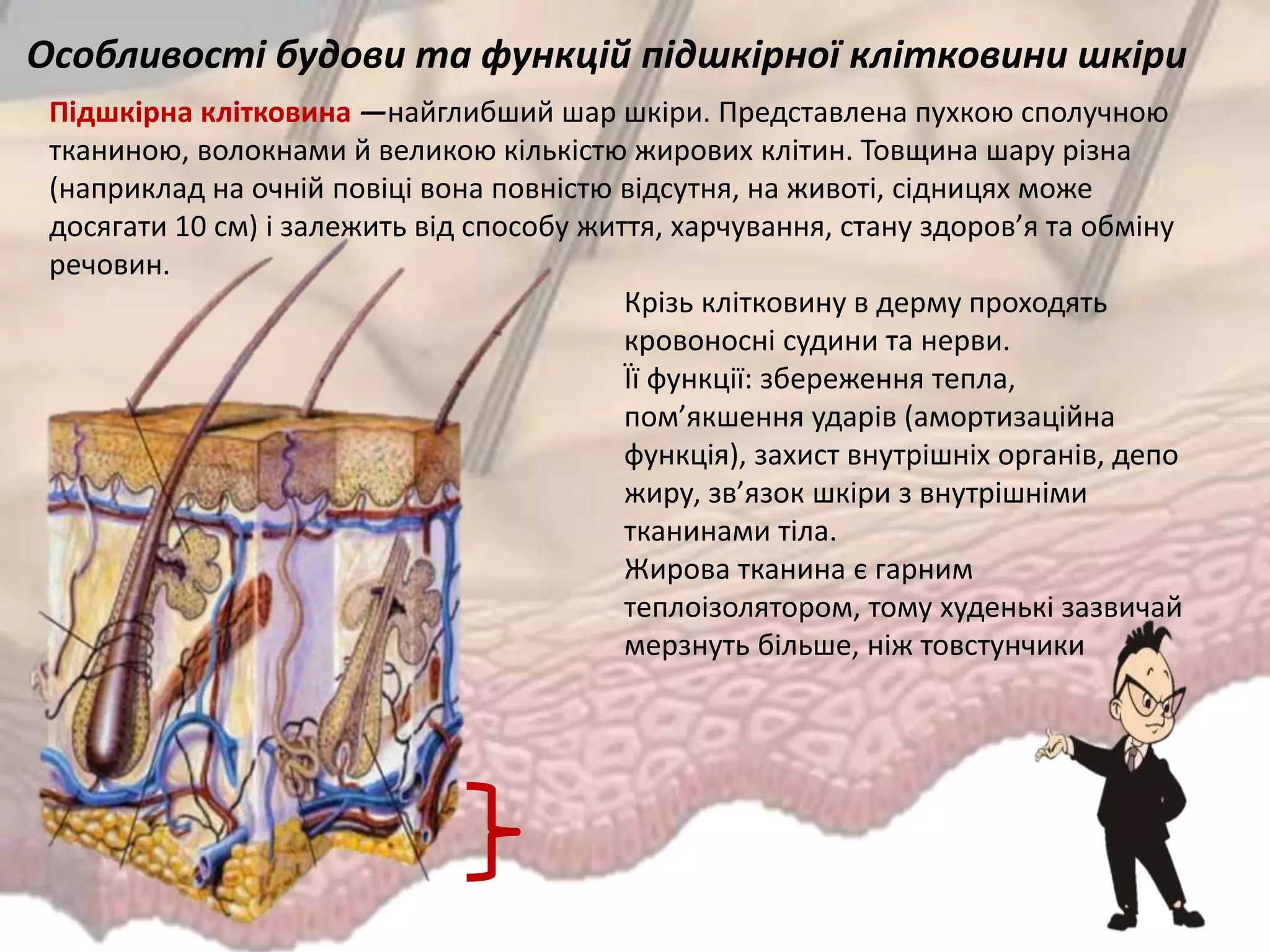 Підшкірна клітковина —найглибший шар шкіри. Представлена пухкою сполучною
тканиною, волокнами й великою кількістю жирових клітин. Товщина шару різна
(наприклад на очній повіці вона повністю відсутня, на животі, сідницях може
досягати 10 см) і залежить від способу життя, харчування, стану здоров’я та обміну
речовин.
Особливості будови та функцій підшкірної клітковини шкіри
Крізь клітковину в дерму проходять
кровоносні судини та нерви.
Її функції: збереження тепла,
пом’якшення ударів (амортизаційна
функція), захист внутрішніх органів, депо
жиру, зв’язок шкіри з внутрішніми
тканинами тіла.
Жирова тканина є гарним
теплоізолятором, тому худенькі зазвичай
мерзнуть більше, ніж товстунчики
 