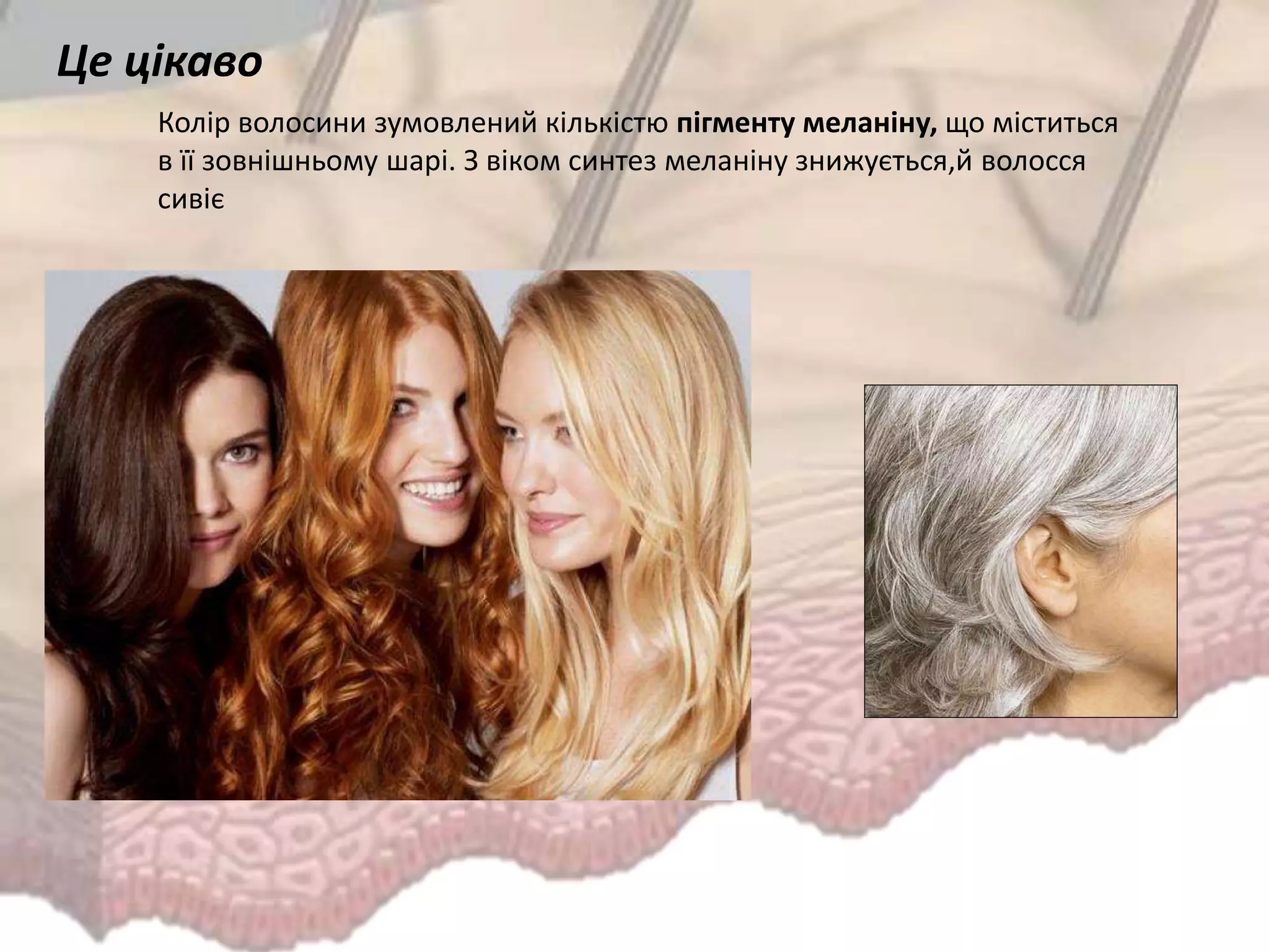 Колір волосини зумовлений кількістю пігменту меланіну, що міститься
в її зовнішньому шарі. З віком синтез меланіну знижується,й волосся
сивіє
Це цікаво
 