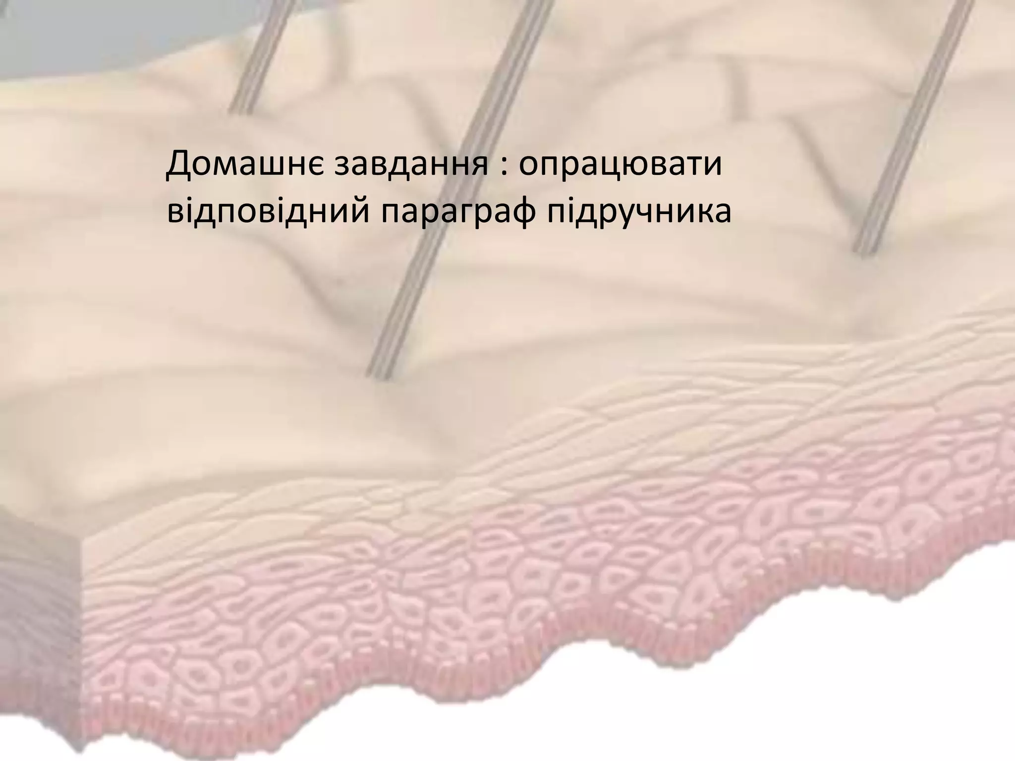 Домашнє завдання : опрацювати
відповідний параграф підручника
 