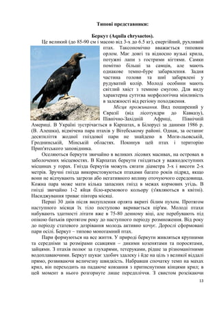 13
Типові представники:
Беркут (Aquila chrysaetos).
Це великий (до 85-90 см і масою від 3-х до 6.5 кг), енергійний, рухливий
птах. Таксономічно вважається типовим
орлом. Має довгі та відносно вузькі крила,
потужні лапи з гострими кігтями. Самки
помітно більші за самців, але мають
однакове темно-буре забарвлення. Задня
частина голови та шиї забарвлені у
рудуватий колір. Молоді особини мають
світлий хвіст з темною смугою. Для виду
характерна суттєва морфологічна мінливість
в залежності від регіону походження.
Місця проживання. Вид поширений у
Євразії (від лісотундри до Кавказу),
Північно-Західній Африці, Північній
Америці. В Україні зустрічається в Карпатах, в Білорусі за даними 1986 р.
(В. Алешка), відмічена пара птахів у Вітебському районі. Однак, за останнє
десятиліття жодної гніздової пари не знайдено в Моги-льовській,
Гроднинській, Мінській областях. Покинув цей птах і територію
Прип'ятського заповідника.
Оселяються беркути звичайно в великих лісових масивах, на островах в
заболочених місцевостях. В Карпатах беркути гніздяться у важкодоступних
місцинах у горах. Гнізда беркутів можуть сягати діаметра 3-х і висоти 2-х
метрів. Зручні гнізда використовуються птахами багато років підряд, якщо
вони не відчувають загрози або негативного впливу оточуючого середовища.
Кожна пара може мати кілька запасних гнізд в межах кормових угідь. В
гнізді звичайно 1-2 яйця біло-кремового кольору (з'являються в квітні).
Насиджування триває півтора місяці.
Перші 30 днів після вилуплення орлята вкриті білим пухом. Протягом
наступного місяця їх тіло поступово вкривається пір'ям. Молоді птахи
набувають здатності літати вже в 75-80 денному віці, але перебувають під
опікою батьків протягом року до наступного періоду розмноження. Від року
до періоду статевого дозрівання молодь активно кочує. Дорослі сформовані
пари осілі. Беркут – типово моногамний птах.
Пари формуються на все життя. У природі беркути живляться крупними
та середніми за розмірами ссавцями – дикими козенятами та поросятами,
зайцями. З птахів полює за глухарями, тетеруками, рідше за різноманітними
водоплаваючими. Беркут шукає здобич здалеку і йде на ціль з великої віддалі
прямо, розвиваючи величезну швидкість. Набравши спочатку темп на махах
крил, він переходить на падаюче ковзання з притиснутими кінцями крил; в
цей момент в нього розгорнуте лише передпліччя. З свистом розсікаючи
 