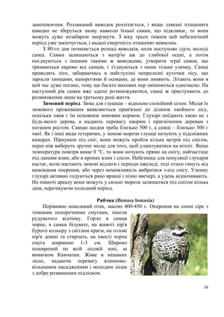 16
занепокоєння. Розляканий виводок розлітається, і якщо злякані пташенята
швидко не зберуться знову навколо їхньої самки, що підкликає, то вони
можуть дуже незабаром змерзнути. З віку трьох тижнів цей небезпечний
період уже закінчується, і надалі смертність пташенят невисока.
З 80-го дня починається розпад виводків, коли поступово ідуть молоді
самці. Самки залишаються з матір'ю аж до глибокої осені, а потім
поєднуються з іншими такими ж виводками, утворити зграї самок, що
тримаються окремо від самців, і з'єднуються з ними тільки узимку. Самці
проводять літо, забираючись в найглухіші непролазні куточки лісу, що
заросли хвощами, папоротями й осоками, де вони линяють. Літають вони в
цей час дуже погано, тому що багато махових пер змінюються одночасно. На
наступний рік самки вже здатні розмножуватися, самці ж приступають до
розмноження лише на третьому році життя.
Зимовий період. Зима для глушців – відносно спокійний сезон. Місця їх
зимового проживання виявляються прив'язані до ділянок хвойного лісу,
оскільки хвоя є їм основним зимовим кормом. Глухарі поїдають хвою не з
будь-якого дерева, а надають перевагу хворим і пригніченим деревам з
поганим ростом. Самцю щодня треба близько 500 г, а самці – близько 300 г
хвої. Як і інші види тетерячих, у зимові морози глушці ночують у підсніжних
камерах. Пірнувши під сніг, вони можуть пройти кілька метрів під снігом,
перш ніж виберуть зручне місце для того, щоб улаштуватися на нічліг. Якщо
температура повітря вище 0 °С, то вони ночують прямо на снігу, найчастіше
під лапами ялин, або в кронах ялин і сосон. Небезпека для популяції глухарів
настає, коли настають зимові відлиги і періоди ожеледі, тоді птахи гинуть від
намокання оперення, або через неможливість вибратися з-під снігу. Узимку
глухарі активно годуються рано вранці і пізно ввечері, а удень відпочивають.
На півночі ареалу вони можуть у сильні морози залишатися під снігом кілька
днів, перечікуючи холодний період.
Рябчик (Bonasa bonasia)
Порівняно невеликий птах, масою 400-450 г. Оперення на спині сіре з
темними поперечними смугами, інколи
рудуватого відтінку. Горло в самця
чорне, в самки білувате, на животі пір'я
бурого кольору з світлим краєм, на голові
пір'я довші та стирчать, на хвості чорна
смуга шириною 1-3 см. Широко
поширений по всій лісовій зоні, за
винятком Камчатки. Живе в мішаних
лісах, надаючи перевагу ялинково-
вільшаним насадженням і молодим лісам
з добре розвиненим підліском.
 
