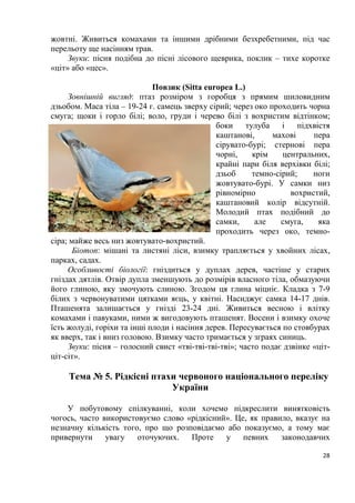 28
жовтні. Живиться комахами та іншими дрібними безхребетними, під час
перельоту ще насінням трав.
Звуки: пісня подібна до пісні лісового щеврика, поклик – тихе коротке
«ціт» або «цес».
Повзик (Sitta europea L.)
Зовнішній вигляд: птаз розміром з горобця з прямим шиловидним
дзьобом. Маса тіла – 19-24 г. самець зверху сірий; через око проходить чорна
смуга; щоки і горло білі; воло, груди і черево білі з вохристим відтінком;
боки тулуба і підхвістя
каштанові, махові пера
сірувато-бурі; стернові пера
чорні, крім центральних,
крайні пари біля верхівки білі;
дзьоб темно-сірий; ноги
жовтувато-бурі. У самки низ
рівномірно вохристий,
каштановий колір відсутній.
Молодий птах подібний до
самки, але смуга, яка
проходить через око, темно-
сіра; майже весь низ жовтувато-вохристий.
Біотоп: мішані та листяні ліси, взимку трапляється у хвойних лісах,
парках, садах.
Особливості біології: гніздиться у дуплах дерев, частіше у старих
гніздах дятлів. Отвір дупла зменшують до розмірів власного тіла, обмазуючи
його глиною, яку змочують слиною. Згодом ця глина міцніє. Кладка з 7-9
білих з червонуватими цятками яєць, у квітні. Насиджує самка 14-17 днів.
Пташенята залишається у гнізді 23-24 дні. Живиться весною і влітку
комахами і павуками, ними ж вигодовують пташенят. Восени і взимку охоче
їсть жолуді, горіхи та інші плоди і насіння дерев. Пересувається по стовбурах
як вверх, так і вниз головою. Взимку часто тримається у зграях синиць.
Звуки: пісня – голосний свист «тві-тві-тві-тві»; часто подає дзвінке «ціт-
ціт-сіт».
Тема № 5. Рідкісні птахи червоного національного переліку
України
У побутовому спілкуванні, коли хочемо підкреслити винятковість
чогось, часто використовуємо слово «рідкісний». Це, як правило, вказує на
незначну кількість того, про що розповідаємо або показуємо, а тому має
привернути увагу оточуючих. Проте у певних законодавчих
 