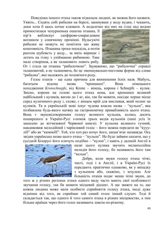 43
Поведінка іншого птаха також підказала людині, як можна його назвати.
Уявіть... Сидять собі рибалки на березі, закинувши у воду вудки, і чекають,
доки хоча б щось почне клювати. А недалечко від них на гілці над водою
примостилася чепурненька ошатна пташка, її
пір’я виблискує сапфірово-смарагдовим
вогником у сонячному промінні. Нудьгуючі
рибалки не можуть не помітити цю живу
коштовність. Пташина трохи посиділа, а потім
раптом шубовсть у воду... за мить виринає і
летить на гілку з упійманою рибинкою. Таке
мале створіння, а як талановито ловить рибу.
От і стала ця пташка “рибалочкою”. Зауважимо, що “рибалочка” справді
талановитий, а не талановита, бо це зменшувально-пестлива форма від слова
“рибалка”, яке належить до чоловічого роду.
Голос птахів – ще одна причина для виникнення їхніх назв. Мабуть,
багатьом відома назва “кроншнеп”. Вона німецького
походження: Kronschnepfe, від Krone – вінець, корона і Schnepfe – кулик.
Звісно, корони на голові цього птаха нема, але кроншнеп великий
найбільший з куликів, вагою до 1 кг, він, так би мовити, посідає перше місце
серед куличиного роду і, схоже, є вінцем мрій для мисливця, який полює на
куликів. Та в українській мові існує чудова власна назва – “кульон”, яка
позбавлена будь-якого натяку на гастрономічну привабливість цього птаха.
Вона є звуковідтворенням голосу великого кульона, колись досить
поширеного в Україні-Русі з-поміж трьох видів кульонів (нині усіх їх
занесено до вітчизняної Червоної книги). У кульона великого гучний,
навдивовиж мелодійний і чарівливий голос – його можна передати як “кууу-
ліїї” або як “кюююїїї”. Той, хто хоч раз почує його, запам’ятає назавжди. Ось
звідки українська назва цього птаха – “кульон”. Не буде зайвим сказати, що у
сусідній Білорусі його кличуть подібно – “кулон”, і навіть у далекій Англії в
назві цього кулика звучить меланхолійна
мелодія його голосу, бо називають його там
“келью”.
Добре, коли звуки голосу птаха чіткі,
чисті, тоді і в Англії, і в Україні-Русі їх
передають практично однаково, як у випадку
з кульоном або, скажімо, з зозулею. Але
більшість птахів подає менш чіткі звуки, до
того ж у різних регіонах птахи одного виду часто мають свої особливості
звучання голосу, так би мовити місцевий діалект. А ще зважте на те, що
кожна людина може мати особисте сприйняття голосу птаха, іноді дуже
відмінне від того, як сприймає той самий голос інший слухач. Тоді й
складається так, що одного й того самого птаха в різних місцевостях, а тим
більше країнах через його голос називають зовсім по-різному.
 