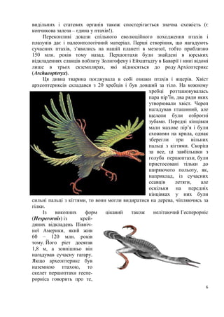6
видільних і статевих органів також спостерігається значна схожість (є
копчикова залоза – єдина у птахів!).
Переконливі докази спільного еволюційного походження птахів і
плазунів дає і палеонтологічний матеріал. Перші створіння, що нагадують
сучасних птахів, з’явились на нашій планеті в мезозої, тобто приблизно
150 млн. років тому назад. Першоптахи були знайдені в юрських
відкладеннях сланців поблизу Золнгофену і Ейхштадту в Баварії і нині відомі
лише в трьох екземплярах, які відносяться до роду Архіоптерикс
(Archaeopteryx).
Ця дивна тварина поєднувала в собі ознаки птахів і ящерів. Хвіст
археоптериксів складався з 20 хребців і був довший за тіло. На кожному
хребці розташовувалась
пара пір’їн, два ряди яких
утворювали хвіст. Череп
нагадував пташиний, але
щелепи були озброєні
зубами. Передні кінцівки
мали махове пір’я і були
схожими на крила, однак
зберегли три вільних
пальці з кігтями. Скоріш
за все, ці завбільшки з
голуба першоптахи, були
пристосовані тільки до
ширяючого польоту, як,
наприклад, із сучасних
ссавців летяги, але
оскільки на передніх
кінцівках у них були
сильні пальці з кігтями, то вони могли видиратися на дерева, чіпляючись за
гілки.
Із викопних форм цікавий також нелітаючий Гесперорніс
(Hesperornis) із крей-
дяних відкладень Північ-
ної Америки, який жив
60 – 120 млн. років
тому. Його ріст досягав
1,8 м, а зовнішньо він
нагадував сучасну гагару.
Якщо археоптерикс був
наземною птахою, то
скелет першоптахи геспе-
рорніса говорить про те,
 