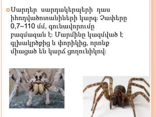 Սարդեր սարդակերպերի դաս
իհոդվածոտանիների կարգ։ Չափերը
0,7–110 մմ, գունավորումը
բազմազան է։ Մարմինը կազմված է
գլխակրծքից և փորիկից, որոնք
միացած են կարճ ցողունիկով։
 