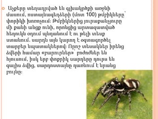  Աչքերը տեղադրված են գլխակրծքի առջևի
մասում, ոստայնագեղձերի (մոտ 100) թմբիկները՝
փորիկի խոռոչում։ Թմբիկներից յուրաքանչյուրը
մի քանի անցք ունի, որոնցից արտազատված
հեղուկն օդում պնդանում է ու թելի տեսք
ստանում. սարդն այն կարող է օգտագործել
տարբեր նպատակներով։ Որոշ տեսակներ իրենց
ձվերի համար «բարուրներ»՝ բոժոժներ են
հյուսում, իսկ երբ փոքրիկ սարդերը դուրս են
գալիս ձվից, սարդոստայնը դառնում է նրանց
բույնը։
 